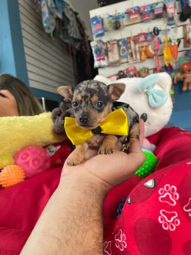 Pisncher machinho cor exótica a pronta entrega