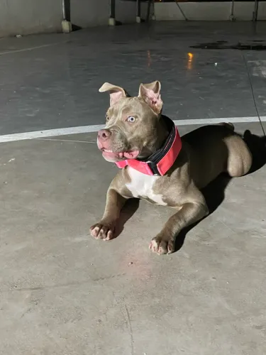 Doação pitbul 