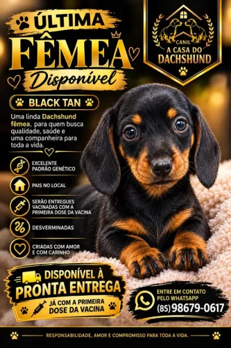 FEME DE DACHSHUND (Salsichinha)