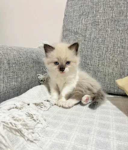 Gato persa com siamês
