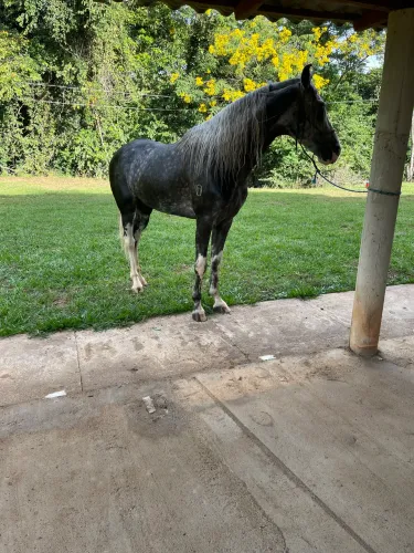 Cavalo mm macha picada!