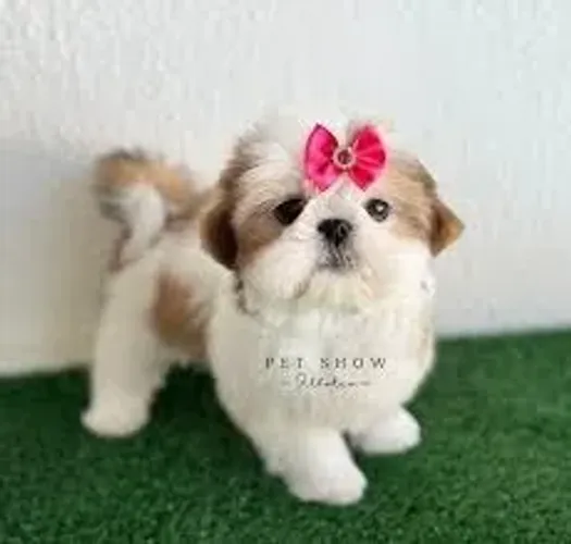 Shih Tzu O conforto ganha outro significado ao seu lado.