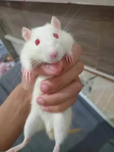 Rato twister