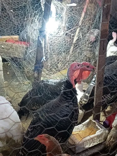 Vendo 32 perú por 2.200,00 reais 