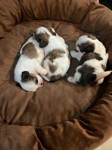 Filhote de Shih Tzu fêmea 3 semanas de idade