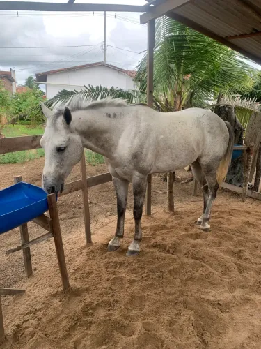 Potro iniciado na doma