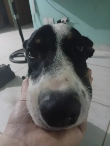 Doaçãode cachorro vira lata de 9 meses 