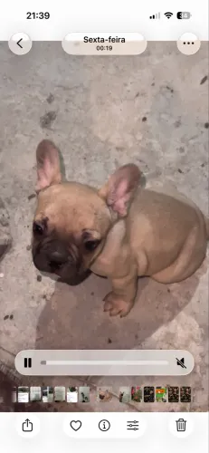 Buldogue francês com 60 dias vermifugados e vacinados
