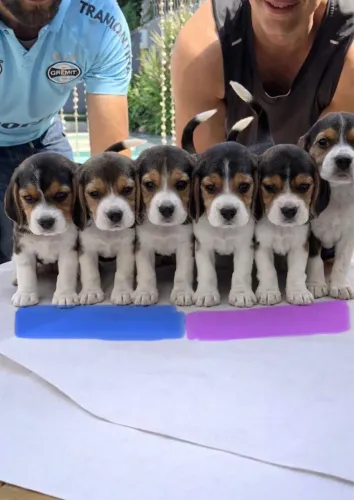 Filhote de Beagle