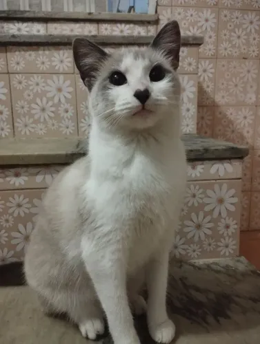 Gata para doação barbacena 