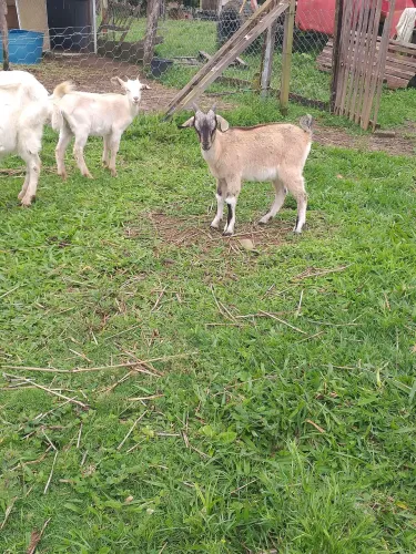 Cabrito