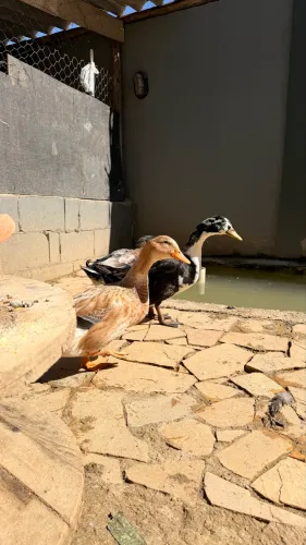 Vendo casal de marrecos
