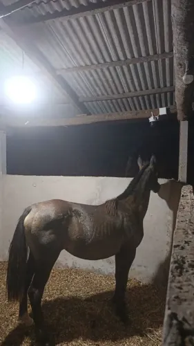 Potra crioula 