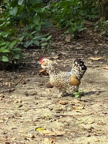 Galinhas Belgian 