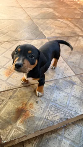 Filhote macho de Salsicha / Daschund