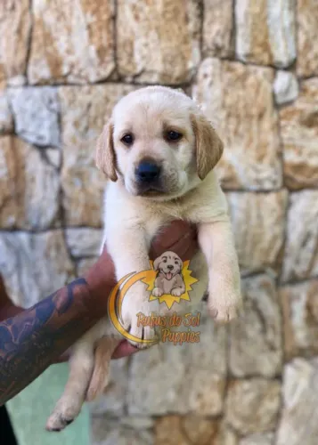 Labrador Amor que se fortalece no dia a dia