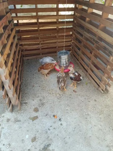 PINTINHOS GSB - GALINHA SERTANEJA BALÃO 