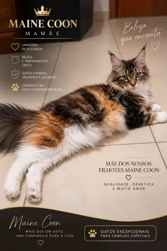 Maine Coon Gato Gigante *