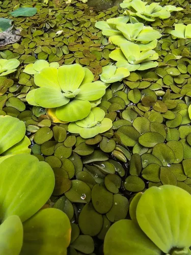 Mudas Alface d'água e Salvinia