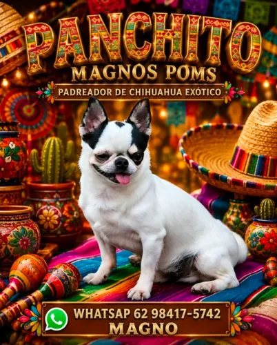 CHIUAHUA MONTA E FILHOTES