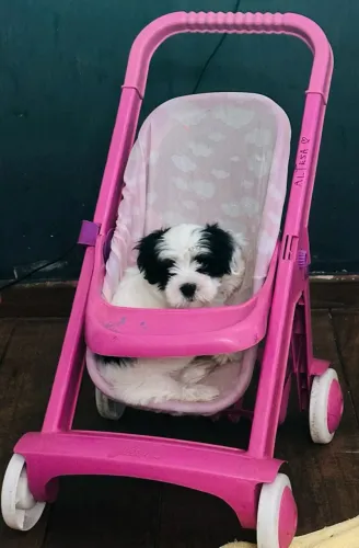 Cachorro Lasha Apaso/ Shitsu