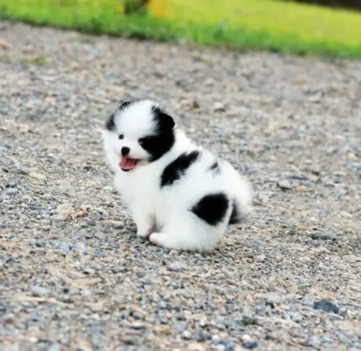 Filhote de Spitz Alemão O Pequeno Charme Que Vai Conquistar Você