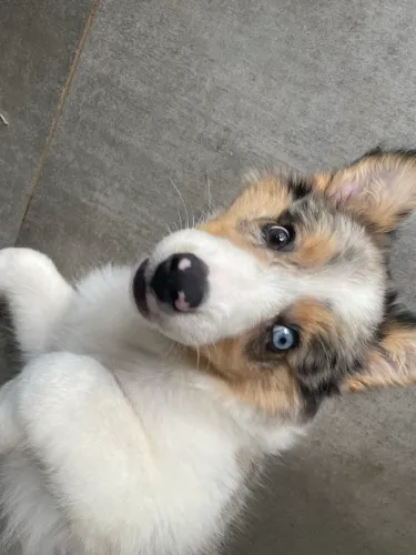 Filhote de Border Collie Blue Merle Macho