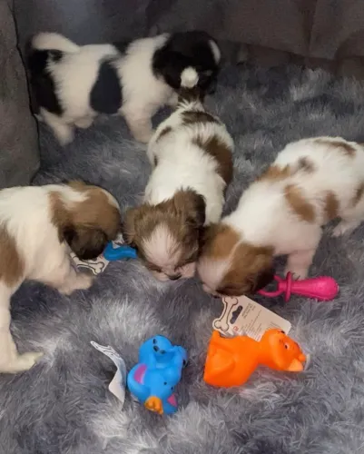 Filhotinhos de shitzu bem peludinhos 