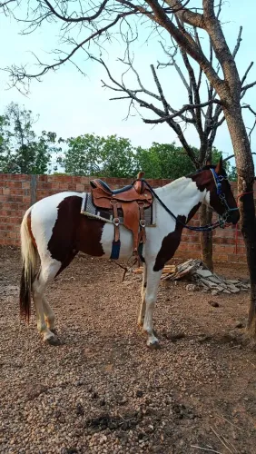 Cavalo QM garanhao a venda