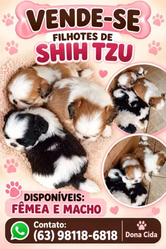 Vendo filhotes de shi tzu