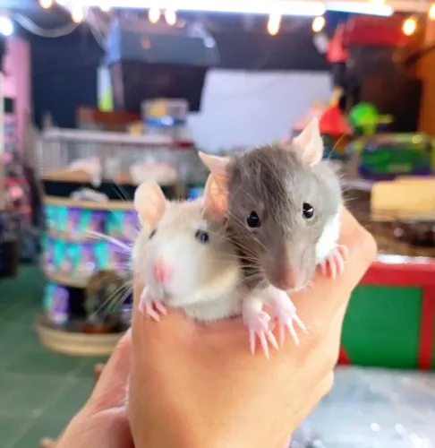 Twister rato hamster - filhotes - com veterinário responsável 