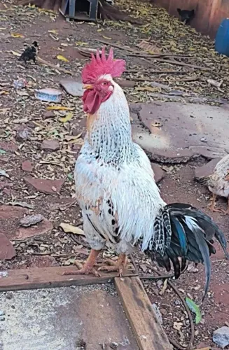 Vendo Galo Número de telefone: *