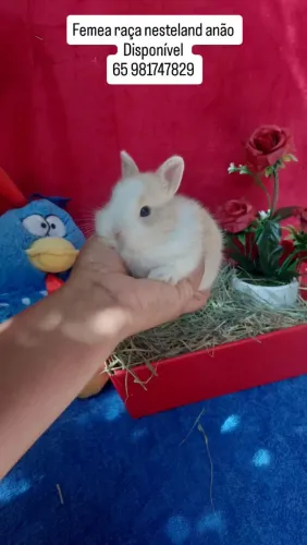Coelho nesteland anão 