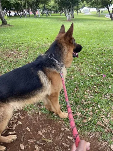 Vender cachorro