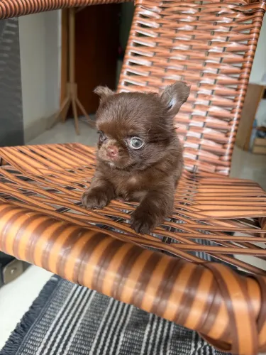 Chihuahua macho pelo longo