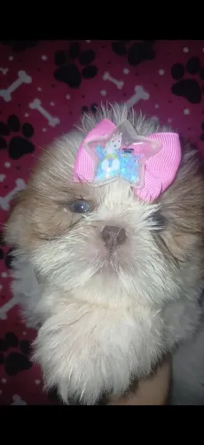 Shih tzu