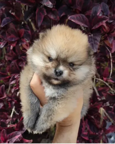 Vendo a raça Spitz alemão Lulu da Pomerânia cachorro.