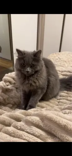 Macho com 6 meses! Mãe persa, pai angora! 