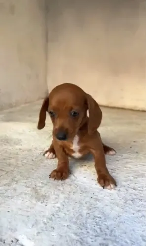 Basset 