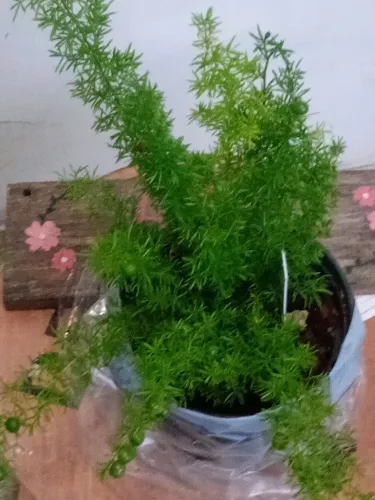 Muda de planta 