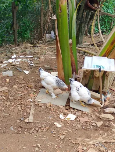 Galinha brahma 