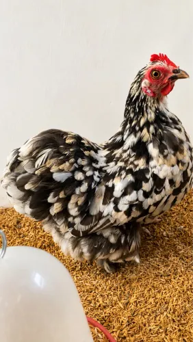Ovos ferteis mini cochim 6+1 brinde