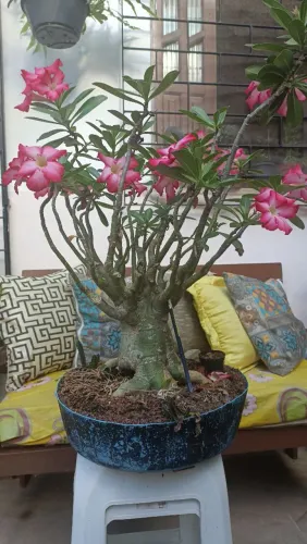 Rosa do deserto rosa simples - 7 anos