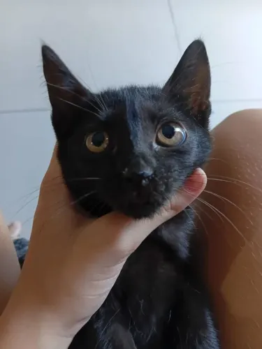 Doação de gato 