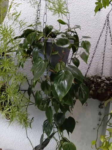 Plantas naturais