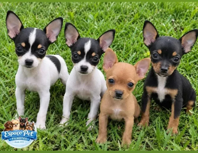 Pinscher macho e fêmea 0/1