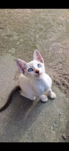 gatinhos dóceis branquinhos dos olhos azul, para adoção