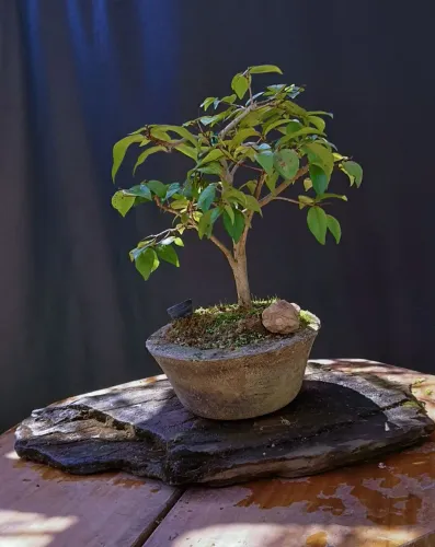 Bonsai pitanga Hokidashi