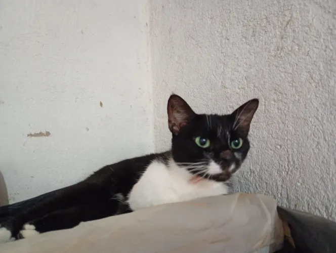 Gatinhas para doação