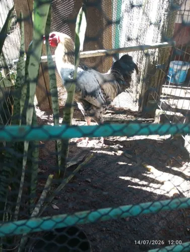 Galo